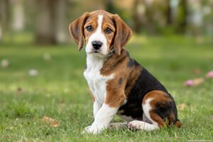 English Foxhound Puppy 2