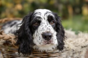 Mastering the Art of Potty Training Your English Setter Puppy: Tips and Tricks for Success 3 English Setter Puppy 2
