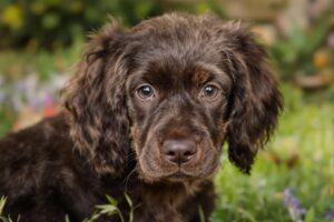 Field Spaniel Puppy 1