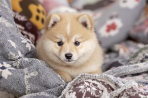 Finnish Spitz Puppy 1