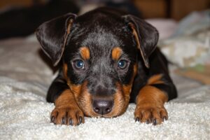 Mastering the Art of Potty Training Your German Pinscher Puppy: A Comprehensive Guide 3 German Pinscher Puppy 2