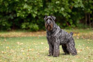 Giant Schnauzer Puppy 2