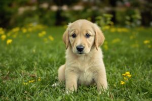 Golden Retriever Puppy 1