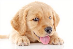 Golden Retriever Puppy 2
