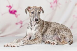 Greyhound Puppy 1
