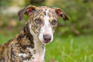 Greyhound Puppy 2