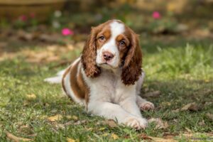 Welsh Springer Spaniel Puppy 1