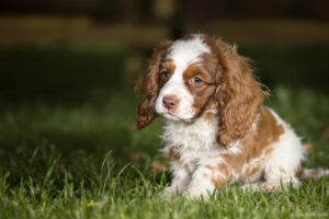 Welsh Springer Spaniel Puppy 3