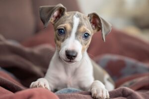 Essential Steps to Effectively Potty Train Your Whippet Puppy 1 Whippet Puppy 1