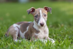 Essential Steps to Effectively Potty Train Your Whippet Puppy 2 Whippet Puppy 2