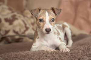 Essential Steps to Effectively Potty Train Your Whippet Puppy 3 Whippet Puppy 3