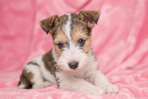 Mastering the Art of Potty Training Your Wire Fox Terrier Puppy: Essential Tips and Tricks 1 Wire Fox Terrier Puppy 1