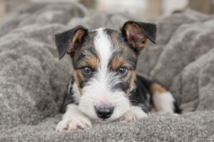 Mastering the Art of Potty Training Your Wire Fox Terrier Puppy: Essential Tips and Tricks 2 Wire Fox Terrier Puppy 2