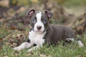 Staffordshire Bull Terrier 1