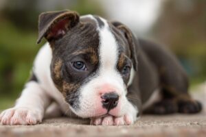 Staffordshire Bull Terrier 2