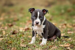Staffordshire Bull Terrier 3