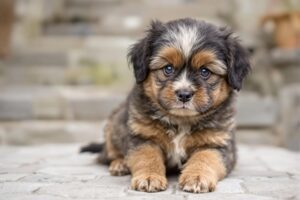Essential Guide: How To Potty Train A Tibetan Spaniel Puppy Effectively 1 Tibetan Spaniel Puppy 1