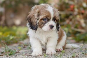 Essential Guide: How To Potty Train A Tibetan Spaniel Puppy Effectively 2 Tibetan Spaniel Puppy 2