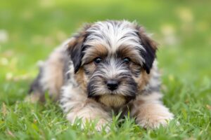 Tibetan Terrier Puppy 1