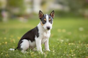 Mastering the Art of Potty Training Your Toy Fox Terrier Puppy: A Step-by-Step Guide 1 Toy Fox Terrier Puppy 1