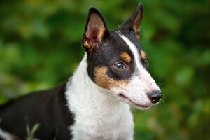 Mastering the Art of Potty Training Your Toy Fox Terrier Puppy: A Step-by-Step Guide 2 Toy Fox Terrier Puppy 2