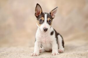 Mastering the Art of Potty Training Your Toy Fox Terrier Puppy: A Step-by-Step Guide 3 Toy Fox Terrier Puppy 3