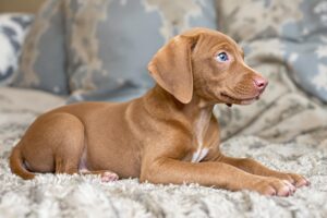 Essential Guide on How to Potty Train a Vizsla Puppy Effectively 3 Vizsla Puppy 3