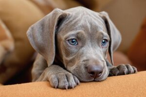Weimaraner Puppy 1