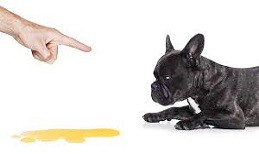 How To Toilet Train Your Puppy