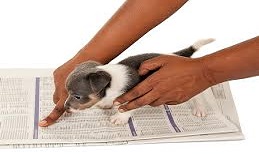 How to Potty Train Your Puppy